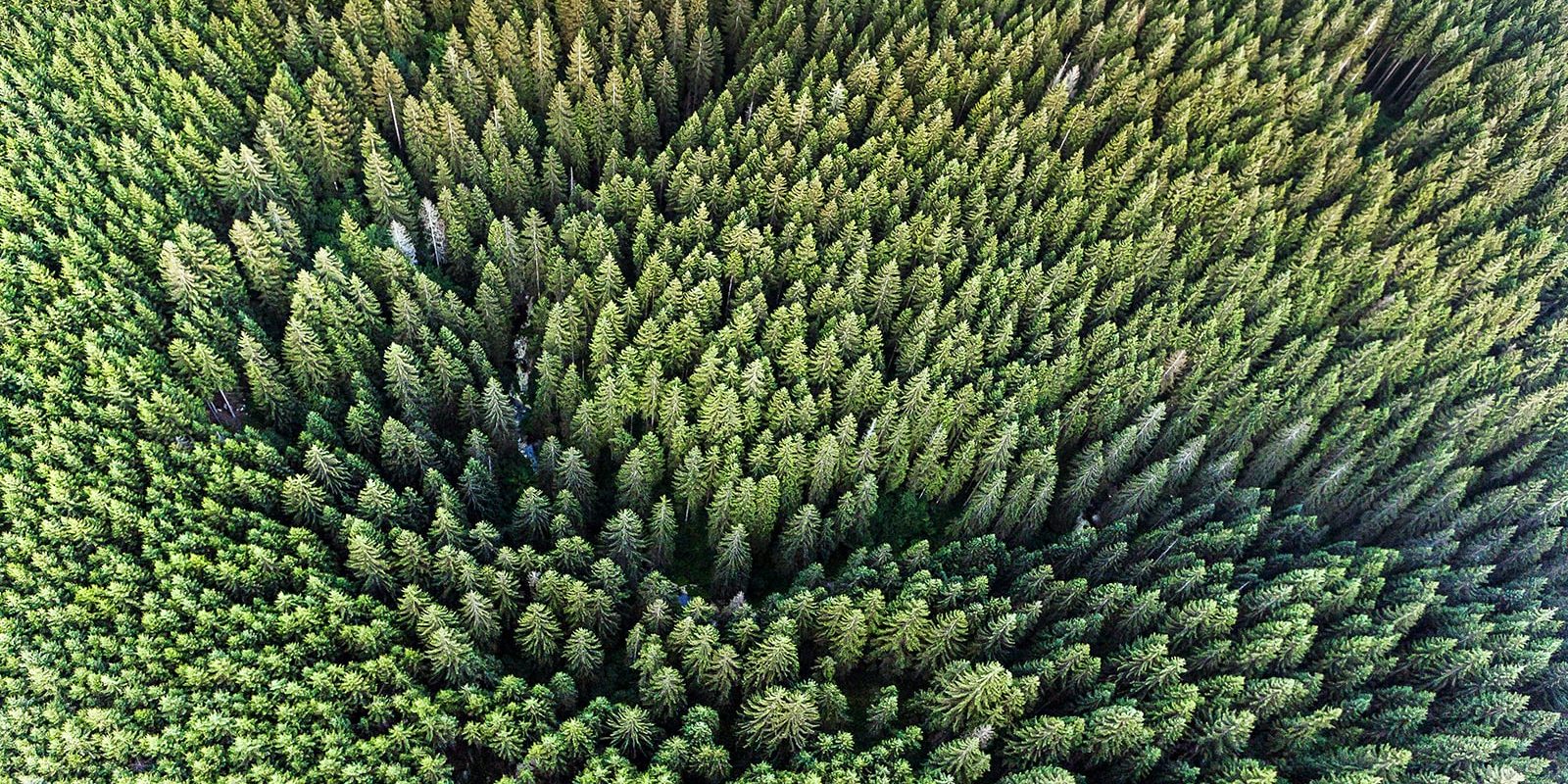 Foresta compresso