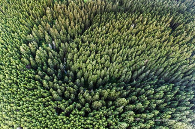 Foresta compresso